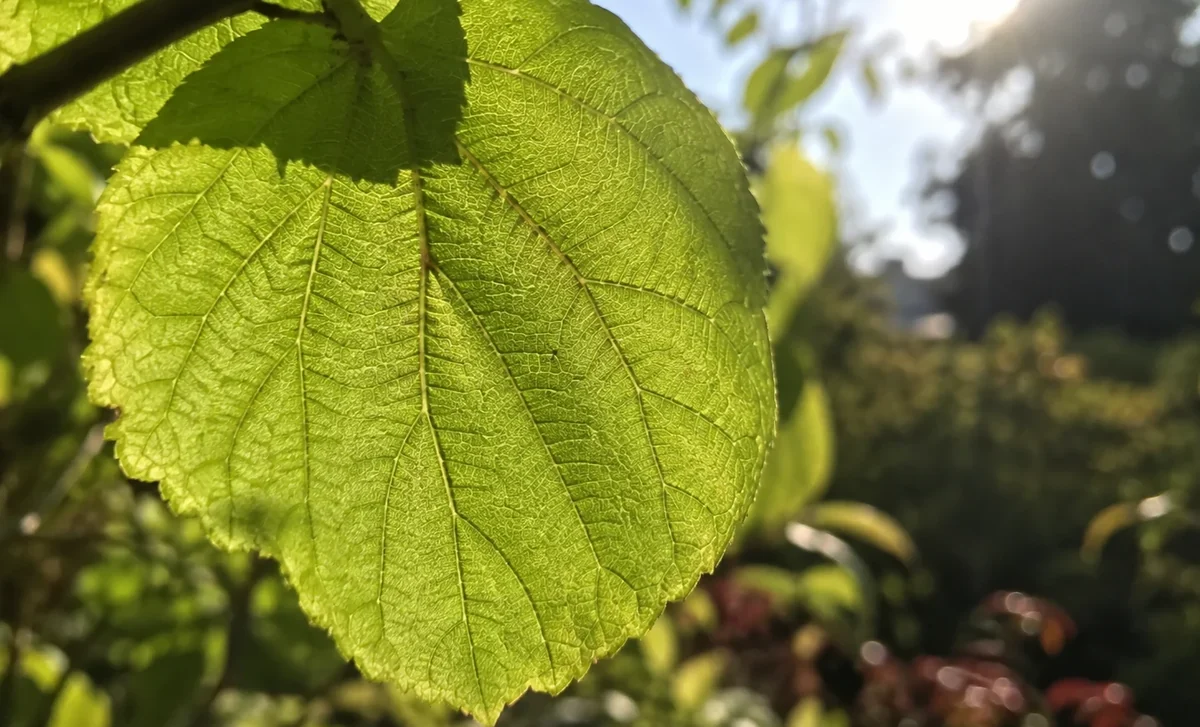 Feuille verte traversée par la lumière du soleil