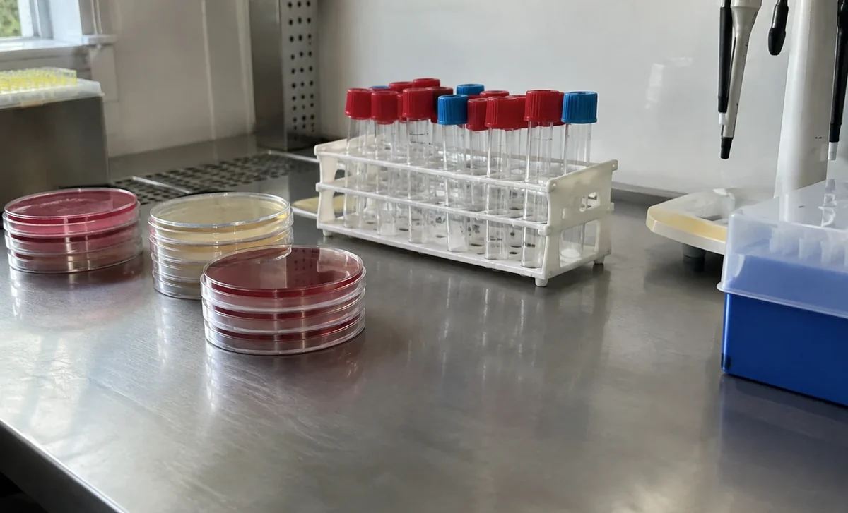 Boîtes de Petri fermées sur une paillasse de laboratoire